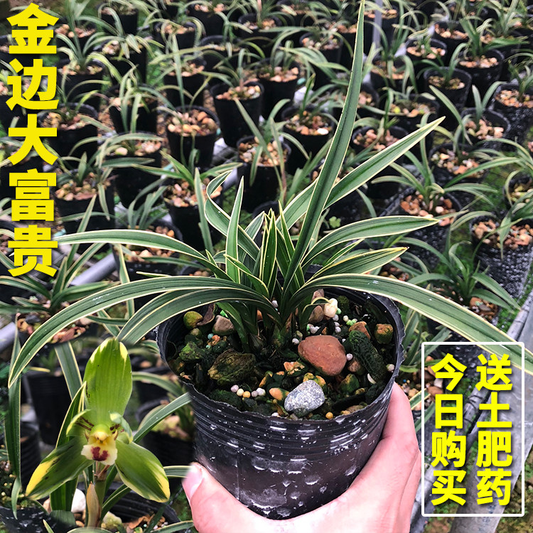 兰花苗 金边大富贵 春兰矮种花艺双全春季带花苞绿植物花卉盆栽