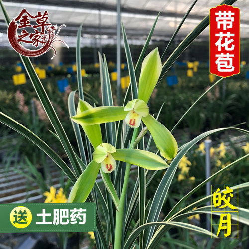 带花苞兰花苗草铭品金边线艺好养