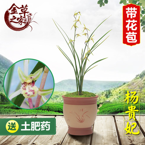 兰花苗杨贵妃寒兰绿植盆栽好养