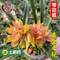 兰花苗黄金奇艳春兰铭品红色奇花出架大朵书桌摆件浓香冬季带花苞