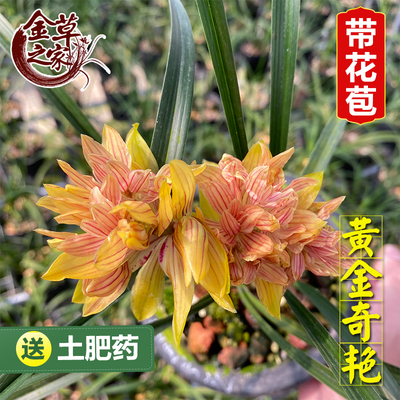 兰花苗黄金奇艳春兰铭品红色奇花出架大朵书桌摆件浓香冬季带花苞