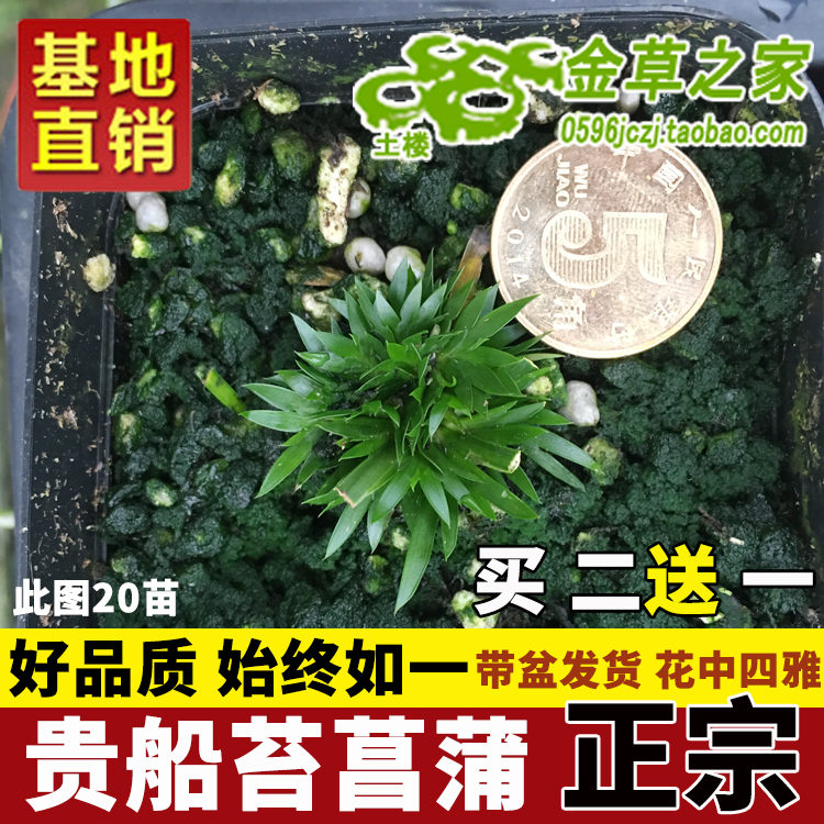 贵船苔菖蒲办公室茶桌