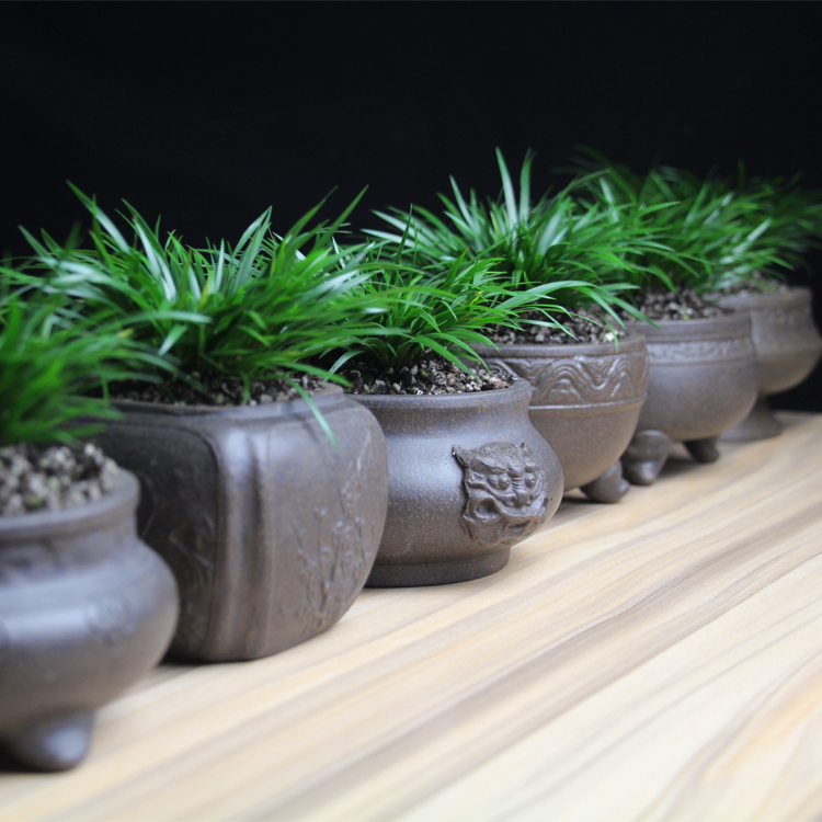 金草之家金钱菖蒲办公室微型盆景