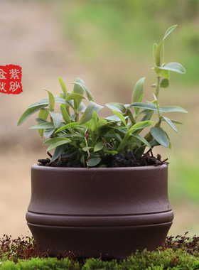 铁皮石斛苗种苗红杆2年驯化苗绿植盆景【紫砂盆栽】室内绿植种植