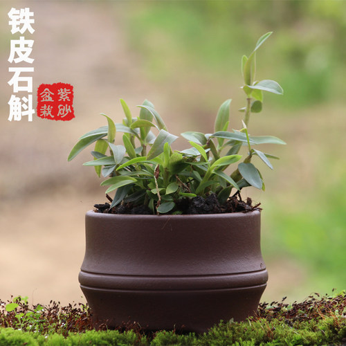 铁皮石斛苗种苗红杆2年驯化苗绿植盆景【紫砂盆栽】室内绿植种植 - 封面