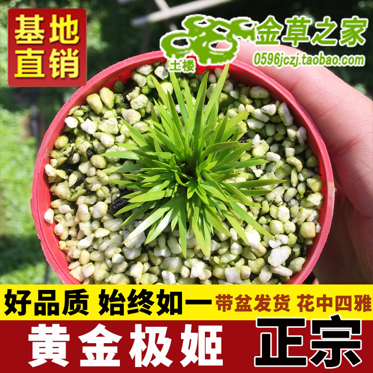 微型盆景黄金极姬菖蒲贵船苔日本极姬带盆水培附石绿植茶几书房