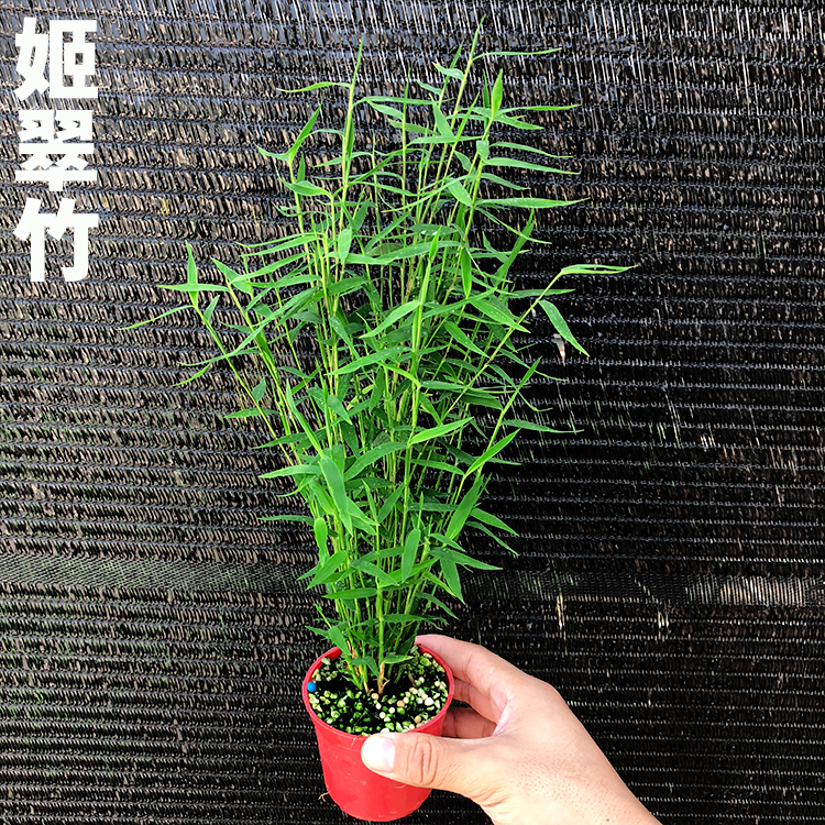 日本姬翠竹 青轴力竹 日本山野草斑入虎斑风竹绿植水陆缸造景植物 鲜花速递/花卉仿真/绿植园艺 绿植 原图主图