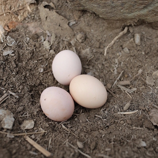 包邮 农户散养土鸡蛋 随州本地土鸡蛋50枚收到后及时取出放冰箱冷藏