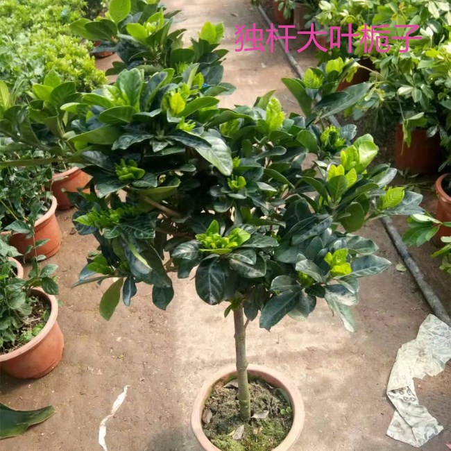 栀子盆栽绿化庭院阳台开花植物独杆小叶栀子花四季常青耐寒耐阴