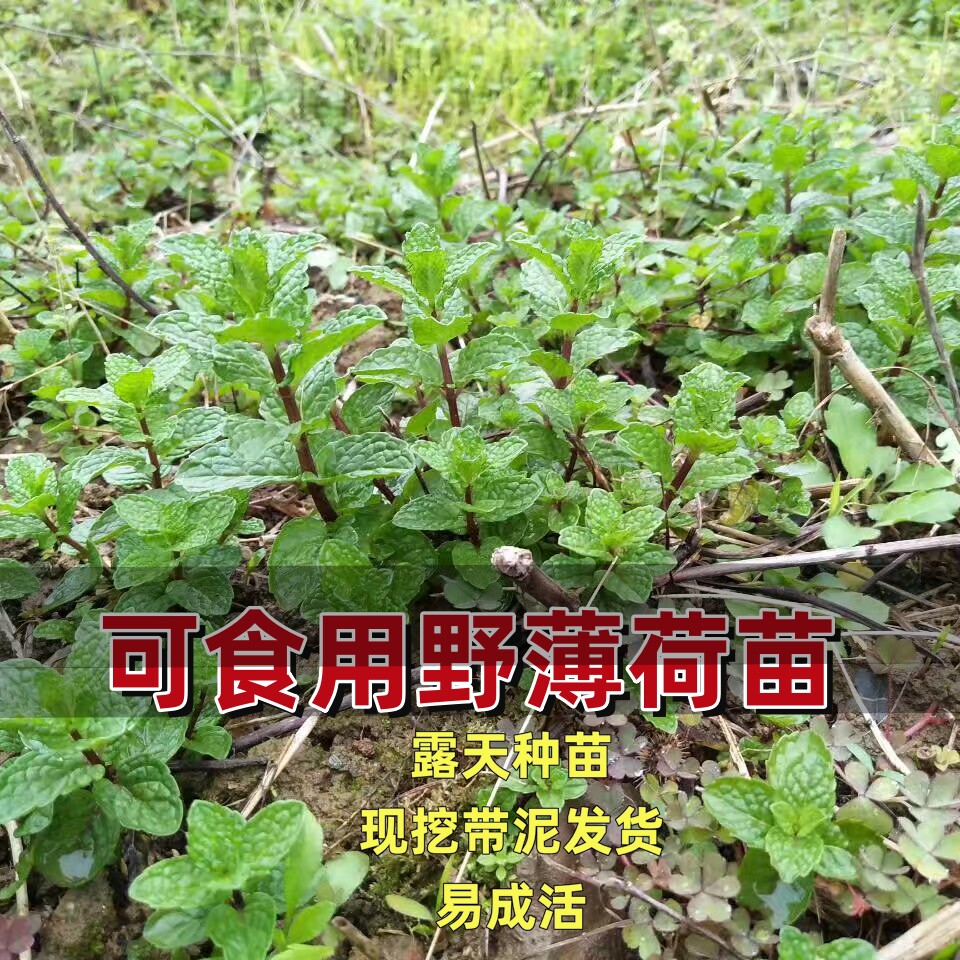 湖南野薄荷苗 可食用鱼香菜野香草盆栽农村红骨留兰香螺蛳香料菜