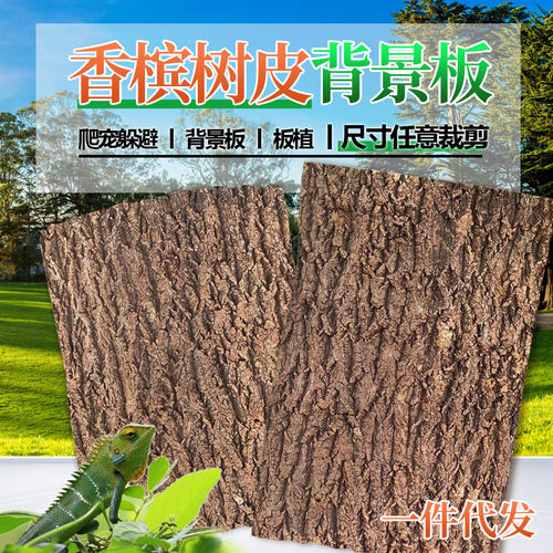 香槟树皮爬宠鱼缸造景