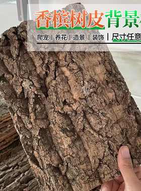 真树皮软木树皮香槟树皮爬宠鱼缸造景绿植装饰水族装饰贴墙背景板