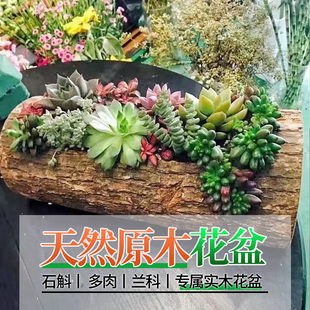 创意高端多肉花盆长方形枯木树桩阳台庭院特大口径仙人球木头花槽