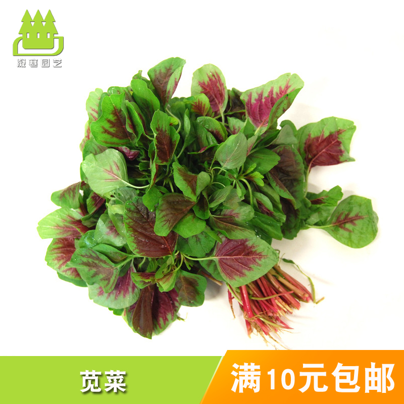 蔬菜种子 红苋菜种子 营养速生叶菜 四季播包邮易种庭院阳台大田