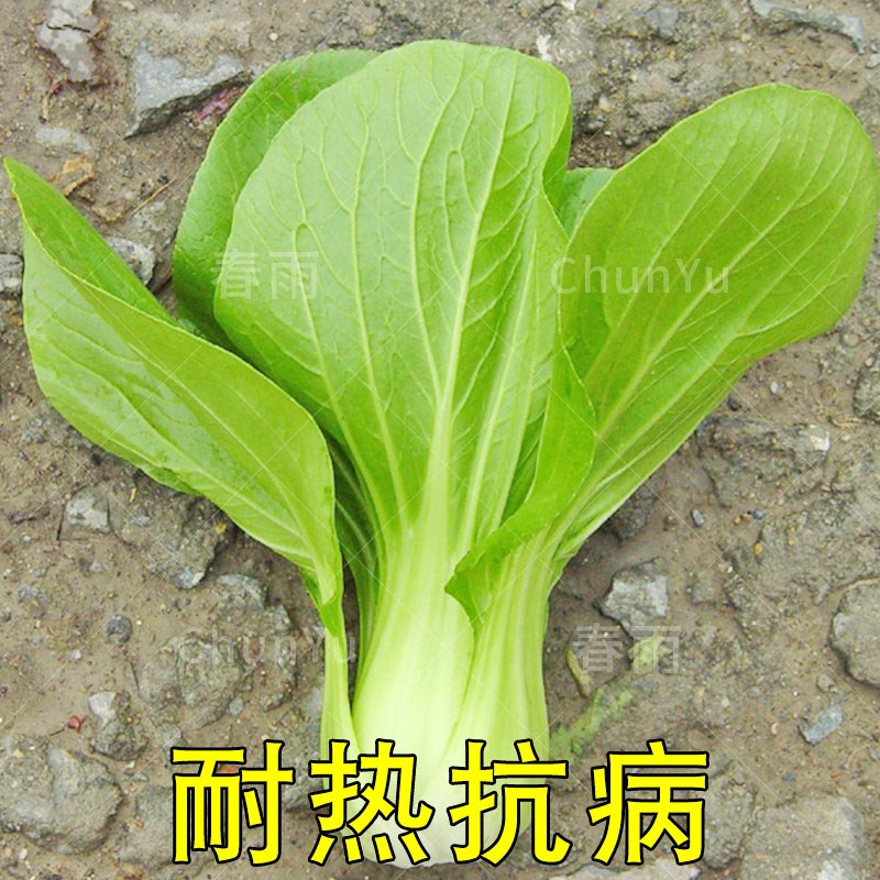 青梗菜种子上海小白菜小棠菜三叶青油菜四季春季春夏蔬菜蔬莱种子