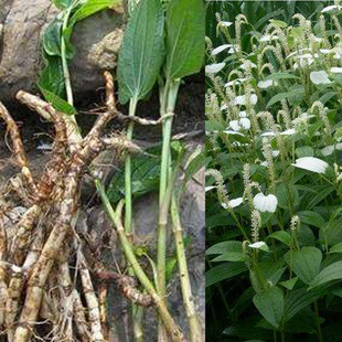 现挖野生新鲜面姑三白草根百节莲藕五路白白叶莲木通天性1斤包邮