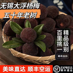 【即将上市】无锡正宗大浮杨梅慈溪杨梅鲜甜可口时令4斤礼盒