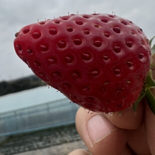 大凉山黑珍珠草莓小果尝鲜秒杀,颗颗鲜甜,顺丰包邮