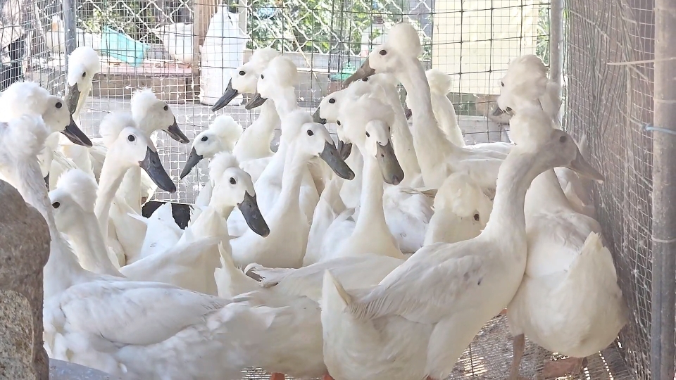 精品凤头鸭观赏鸭种蛋贵妇鸭种蛋可孵化鸭蛋