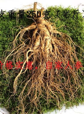 东北长白山特大新鲜人参人参新鲜人参非林下参野山参顺丰包邮人叁