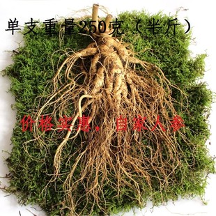 东北长白山特大新鲜人参人参新鲜人参非林下参野山参顺丰包邮人叁