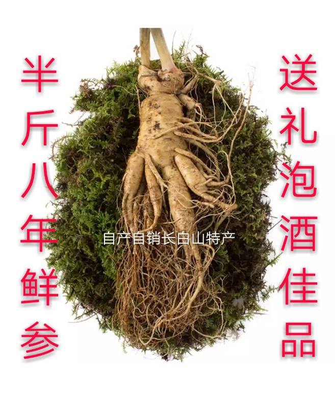 长白山特大新鲜人参半斤250克g单支五两人参新鲜人参非林下参顺丰