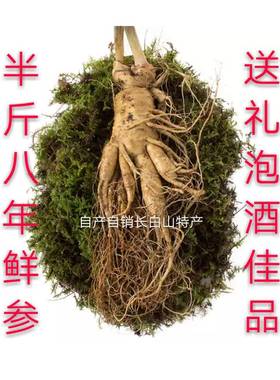 长白山特大新鲜人参半斤250克g单支五两人参新鲜人参非林下参顺丰
