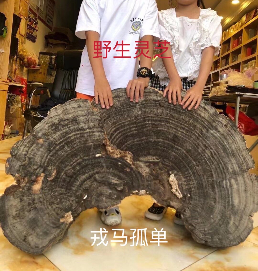 长白山野生灵芝树舌平盖老牛干林芝树舌树舍灵芝老牛肝工艺品摆件