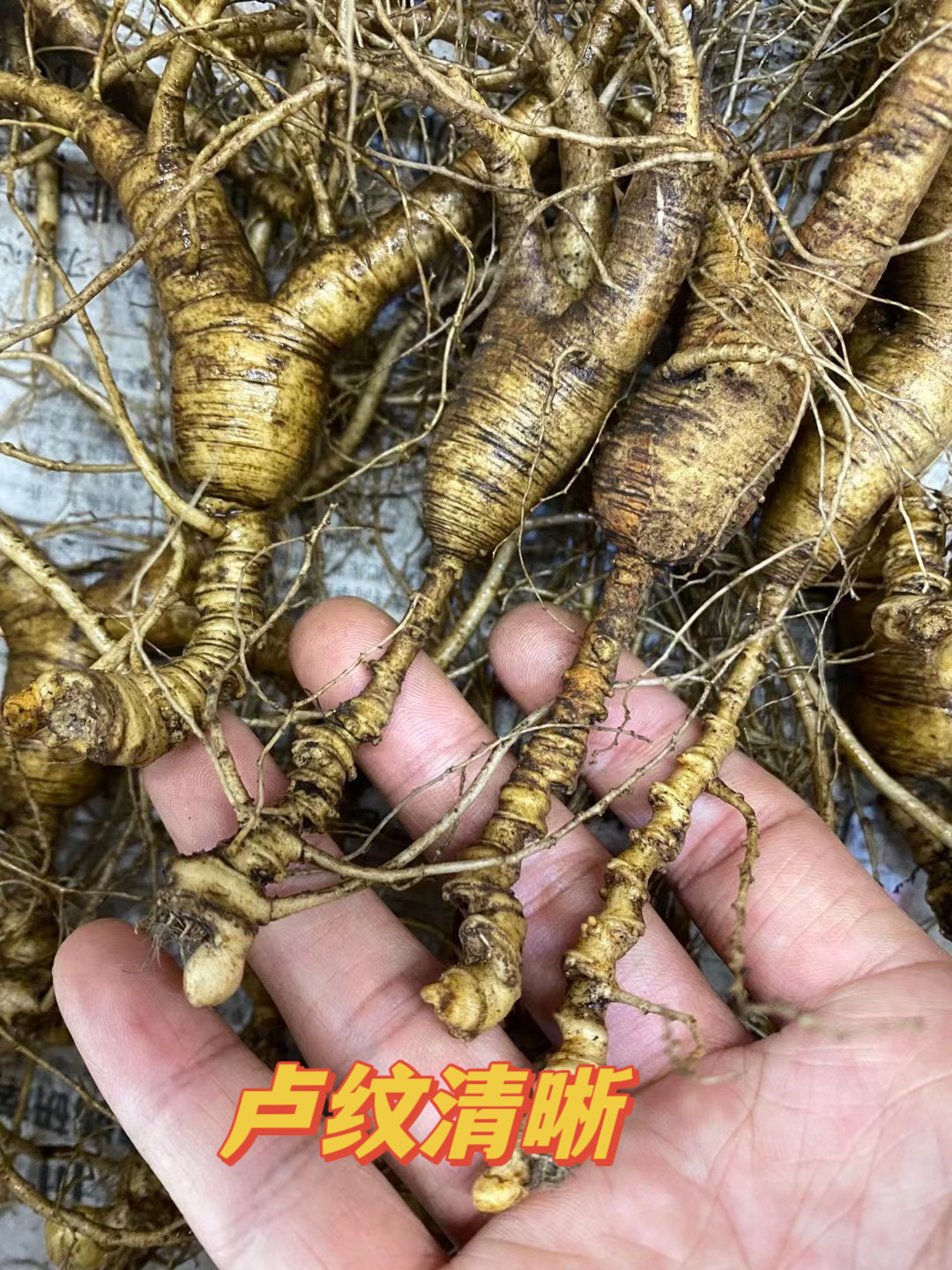 东北新鲜林下参野山参整枝长白山人参鲜参老人参泡酒煲汤人叁籽参