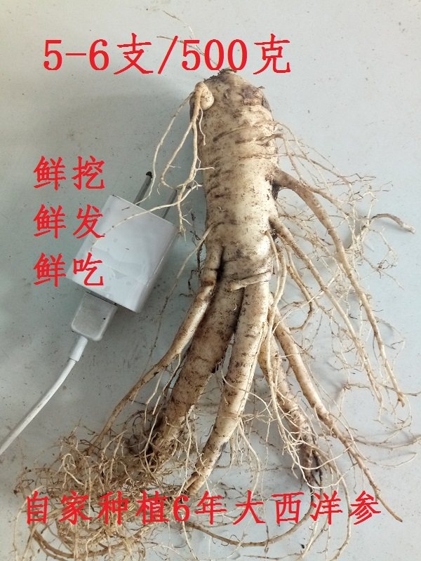 新鲜西洋参5支1斤500克g长白山6年新鲜西洋参花旗参泡水新包邮