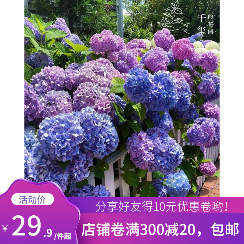 千玺的花园大花绣球红皇后十字架妖精之瞳魔幻海洋多年生盆栽地栽 千玺的花园 淘优券 千玺的花园大花绣球红皇后十字架妖精之瞳魔幻海洋多年生盆栽地栽 千玺的花园 淘优券