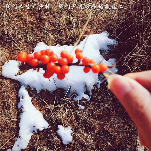 我的沙棘沙棘籽油90粒大瓶装