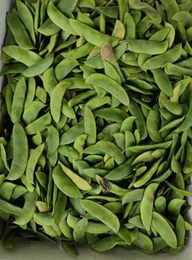 京东崇明岛白芸豆白玉豆带壳洋扁豆白扁豆本地夏三清豆京豆荚