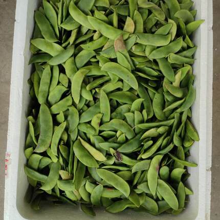 京东崇明岛白芸豆白玉豆带壳洋扁豆白扁豆本地夏三清豆京豆荚