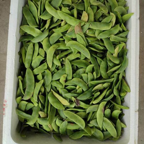 京东崇明岛白芸豆白玉豆带壳洋扁豆白扁豆本地夏三清豆京豆荚