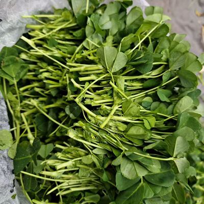 秋草头新鲜三叶菜新鲜蔬菜金苜蓿头秧草食用大叶金花干崇明岛