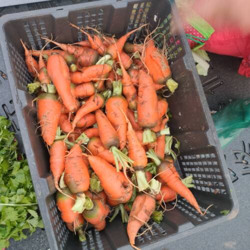 新鲜小胡萝卜农家本地自种蔬菜樱桃水果手指红萝卜缨