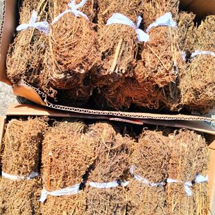 苦崇明陈苦草茶同益母草夏青蒿苦菜坐月子去恶露例假产妇生理月经