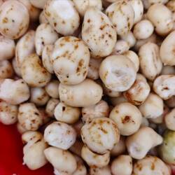 剥皮香芋崇明岛香酥芋罗汉参香芋参人参香栗参香地栗非单县