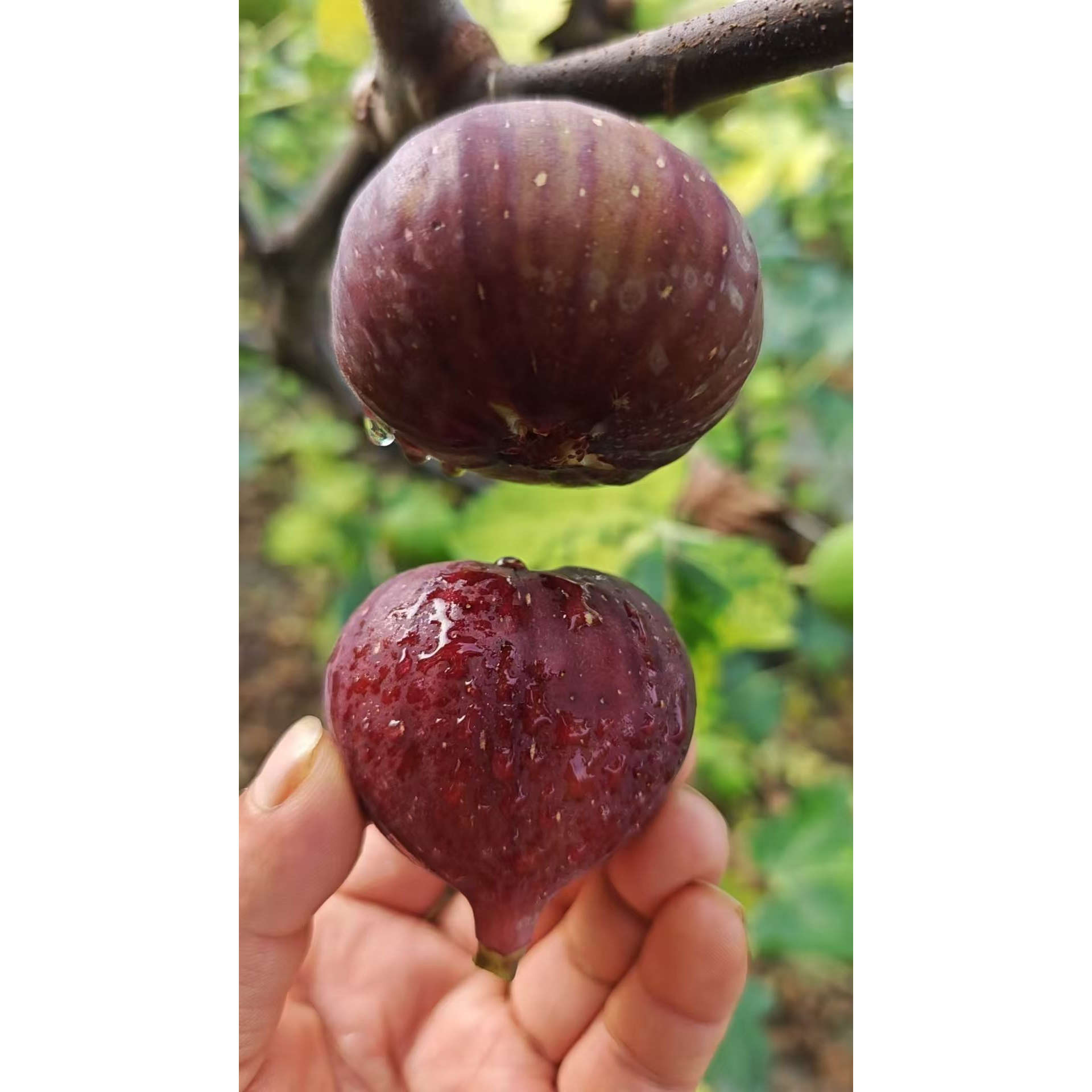 崇明玛斯义陶芬 皮无花果鲜果应季的无花果干水果甜糯非威海
