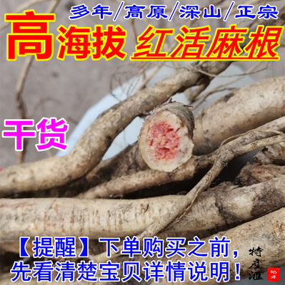 正宗红活麻根红杆荨麻草红火麻