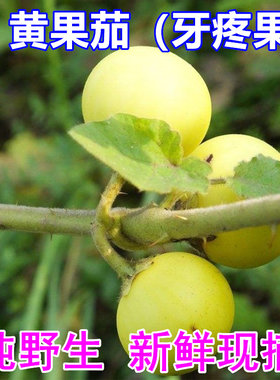 新鲜黄果茄 现摘刺茄牙痛果 野茄果黄水茄根全草果实子籽苗中药材