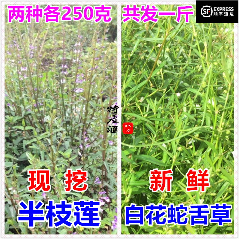 现采新鲜半枝莲和白花蛇舌草 各半斤 共寄500克发顺丰 鲜品中草药