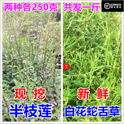 新鲜蛇舌草半枝莲顺丰不包邮