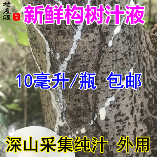 正宗新鲜构树汁液楮桃树汁10ml包邮 褚树原汁现采发货 入用药涂抹