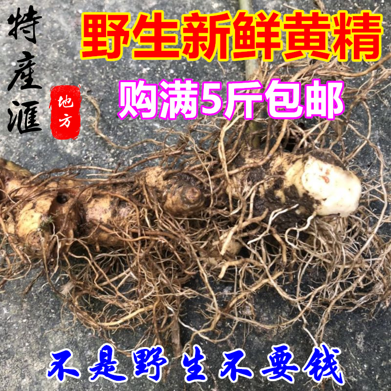 野生新鲜黄精500g 正宗鸡头中药材 老虎姜食用泡水泡酒 满5斤包邮