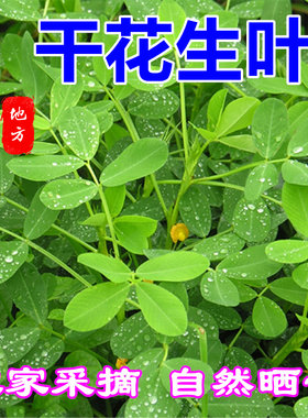 晒干花生叶泡茶喝安心睡眠包邮
