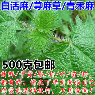 新鲜荨麻草 白活麻荨麻诊四川青活麻500g 干藿麻枝叶根茎苗籽包邮