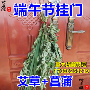 成都发货 端午风俗活动礼品 新鲜艾叶菖蒲艾草挂门檐艾蒿驱蚊窗户