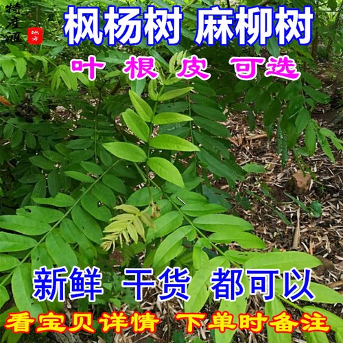 新鲜枫杨叶子 四川麻柳叶500g包邮枫杨树根 干麻柳树叶根皮中药材_虎窝淘